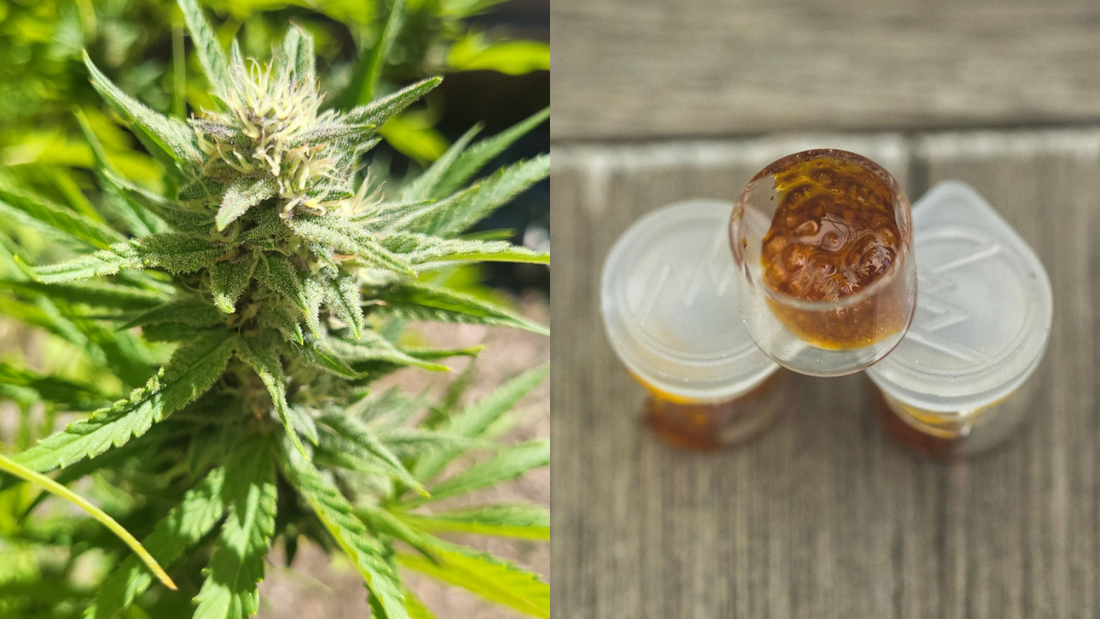 Cannabis Concentrates vs. Flower